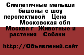 Симпатичные малыши-бишоны с шоу-перспективой › Цена ­ 35 000 - Московская обл., Москва г. Животные и растения » Собаки   